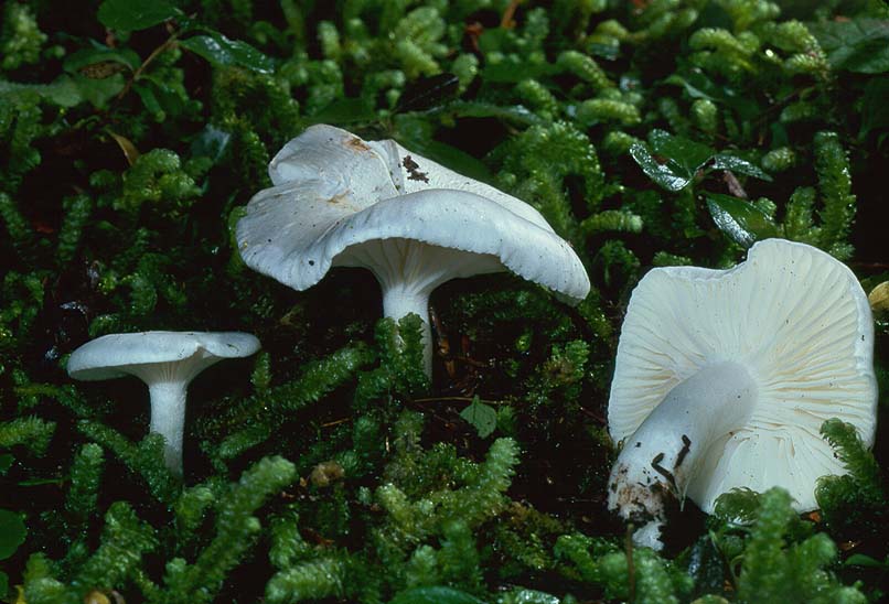 Hygrophorus borealis
